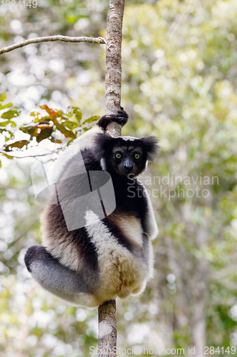 Image of Black and white Lemur Indri on tree