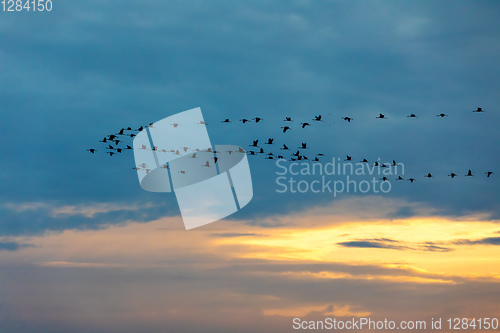 Image of flying flock Common Crane, Hortobagy Hungary