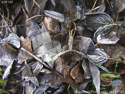Image of frost