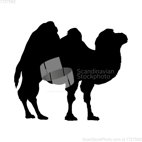 Image of Camel Silhouette