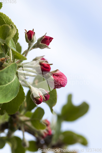 Image of red buds of apple