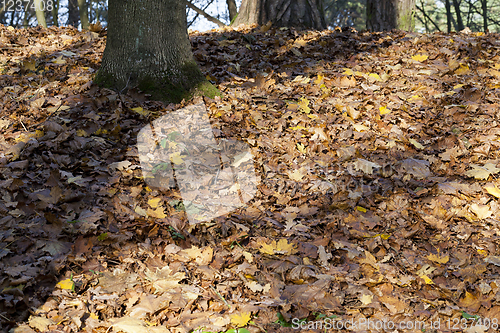 Image of orange foliage