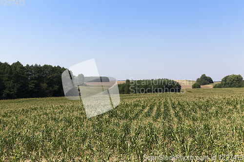 Image of green field of corn