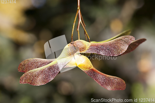 Image of maple seeds