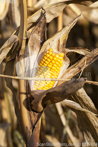 Image of late corn crop