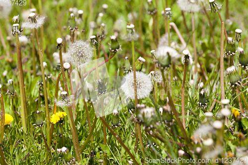 Image of dandelions field