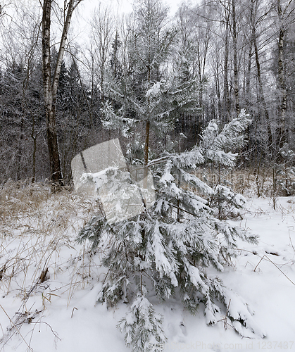 Image of forest spruce