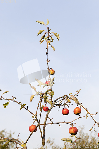 Image of apple tree