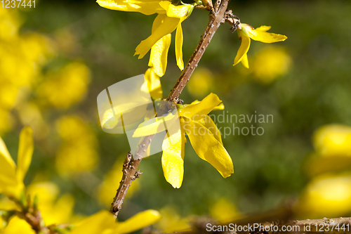 Image of spring yellow flowers