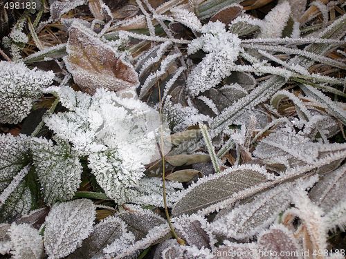 Image of frost