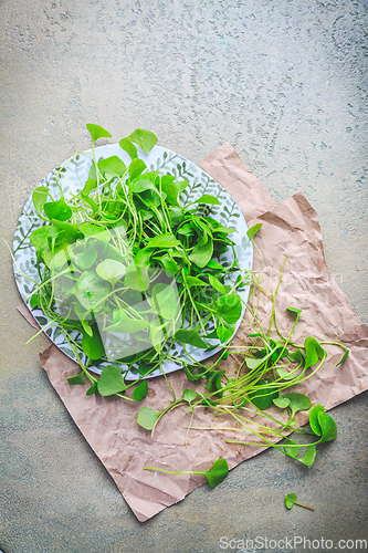 Image of Winter purslane - Indian lettuce, healthy green vegetables for raw salads and cooking