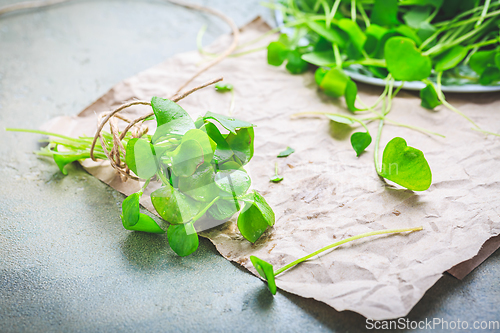 Image of Winter purslane - Indian lettuce, healthy green vegetables for raw salads and cooking