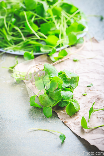 Image of Winter purslane - Indian lettuce, healthy green vegetables for raw salads and cooking