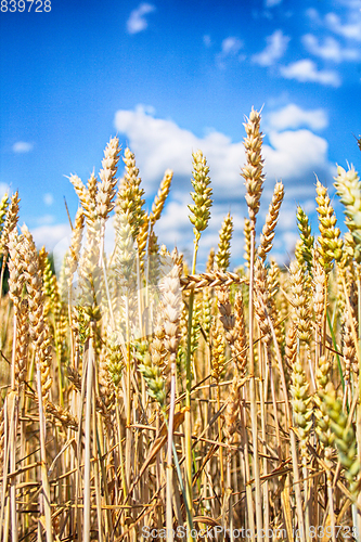 Image of golden corn field