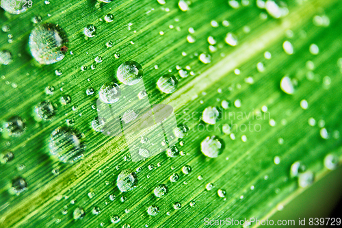 Image of green leaf with water drops 