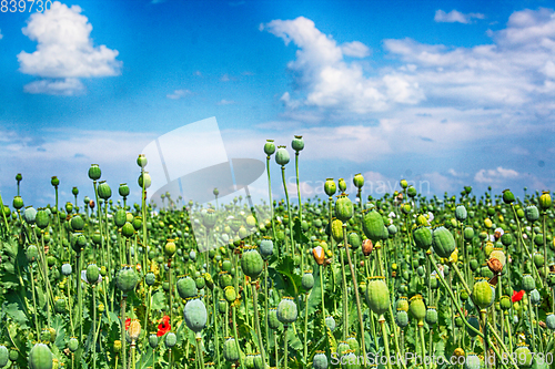 Image of autumn poppy heads field 