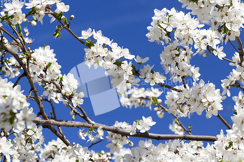 Image of white cherry flowers