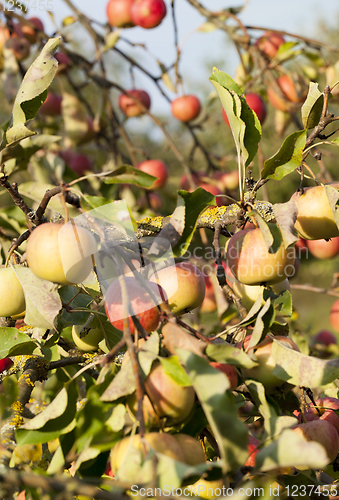 Image of ripe whist apples