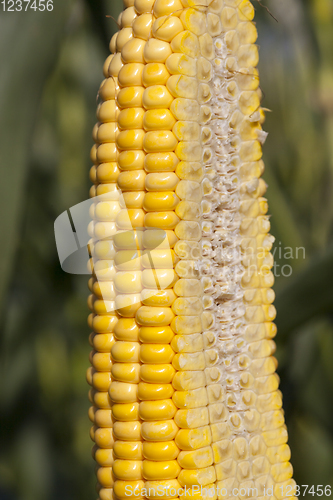 Image of natural organic corn