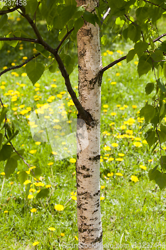 Image of trunk birch spring