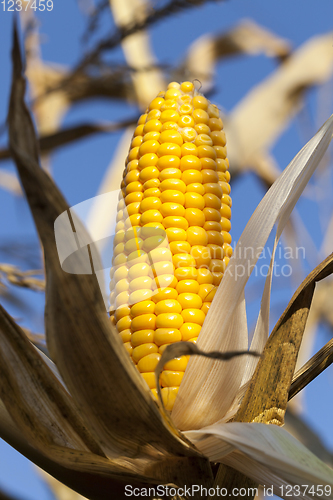 Image of damaged corn