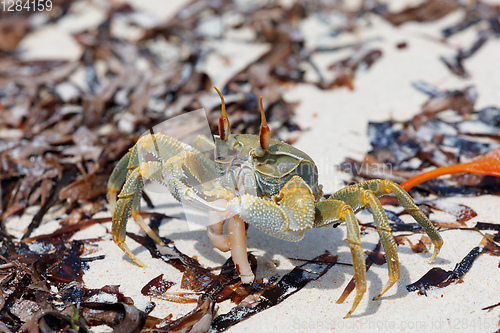 Image of Crab on sandy beach, Antsiranana Madagascar