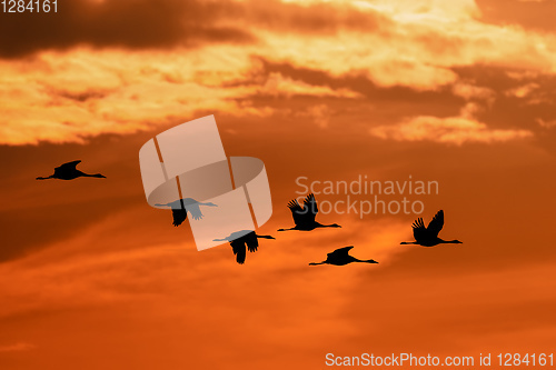 Image of flying flock Common Crane, Hortobagy Hungary