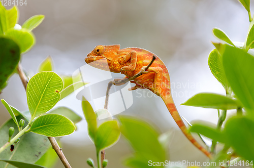 Image of Parson\'s chameleon (Calumma parsonii)