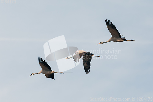 Image of flying flock Common Crane, Hortobagy Hungary