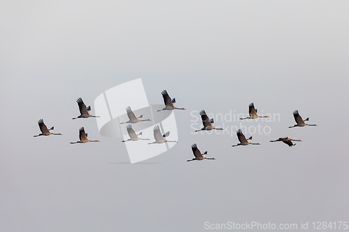 Image of flying flock Common Crane, Hortobagy Hungary