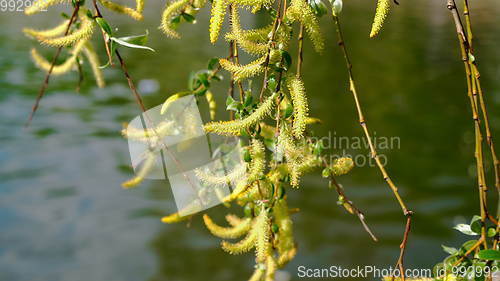 Image of Nature background with birch branches and young bright leaves on the background of water.