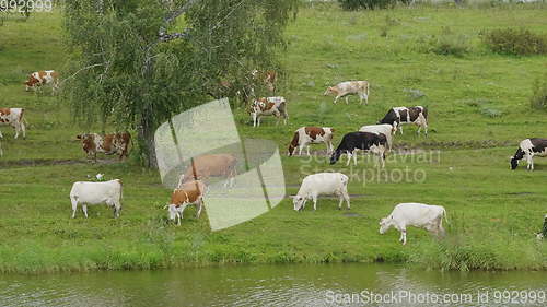 Image of Landscape with a herd of cows in the on coast of the lake