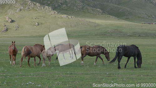 Image of Horses with foals grazing in a pasture in the Altai Mountains