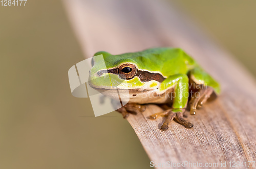 Image of green tree frog Hortobagy, Hungary