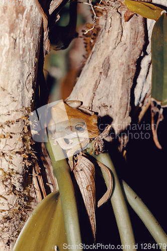 Image of Beautiful small frog Boophis rhodoscelis Madagascar