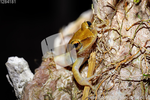 Image of Beautiful small frog Boophis rhodoscelis Madagascar