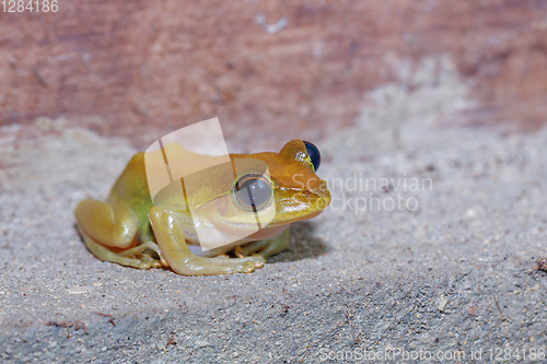 Image of Beautiful small frog Boophis rhodoscelis Madagascar