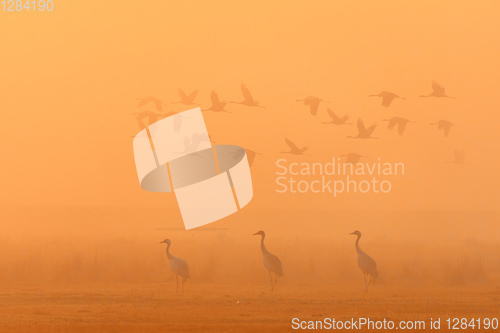 Image of flying flock Common Crane, Hortobagy Hungary