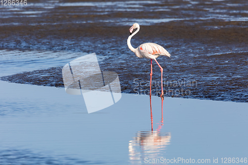 Image of Rosy Flamingo colony in Walvis Bay Namibia