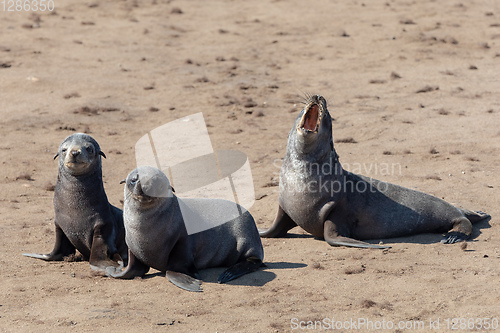 Image of baby brown seal in Cape Cross, Namibia