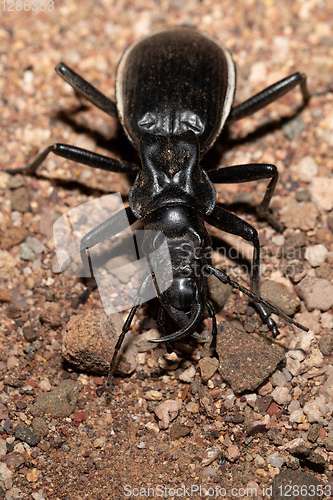 Image of ground beetle Anthia Cintipennis in namibia