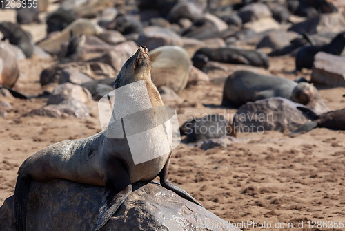 Image of colony of brown seal in Cape Cross, Namibia