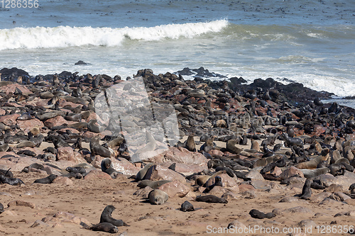 Image of colony of brown seal in Cape Cross, Namibia