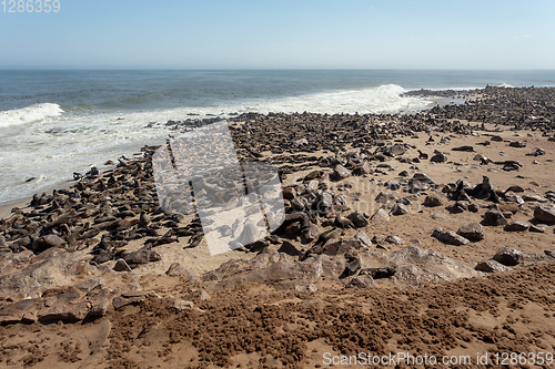 Image of colony of brown seal in Cape Cross, Namibia