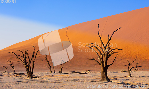 Image of dry acacia tree in dead in Sossusvlei, Namibia