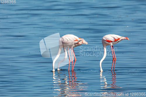 Image of Rosy Flamingo colony in Walvis Bay Namibia