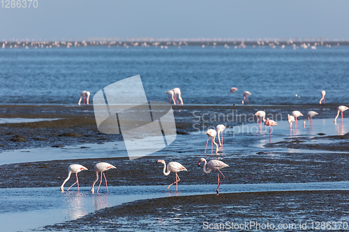 Image of Rosy Flamingo colony in Walvis Bay Namibia