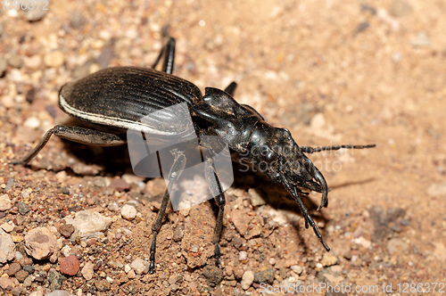 Image of ground beetle Anthia Cintipennis in namibia