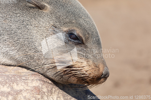 Image of baby brown seal in Cape Cross, Namibia