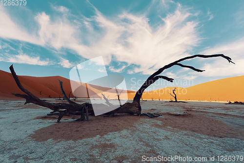 Image of dry acacia tree in dead in Sossusvlei, Namibia